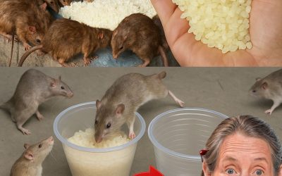 Cela fera disparaître les rats et les cafards en une seule journée…