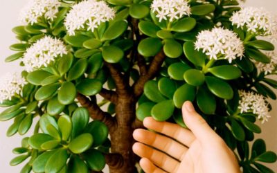 Comment faire fleurir l’arbre de l’Abondance — ou arbre de Jade — chez vous