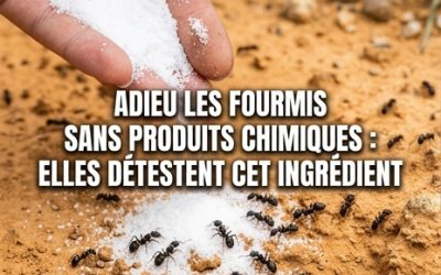 Éliminez les fourmis sans produits chimiques : elles détestent cet ingrédient naturel