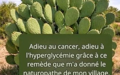 CACTUS OU CACTUS CONNU COMME PLANTE DE VIE