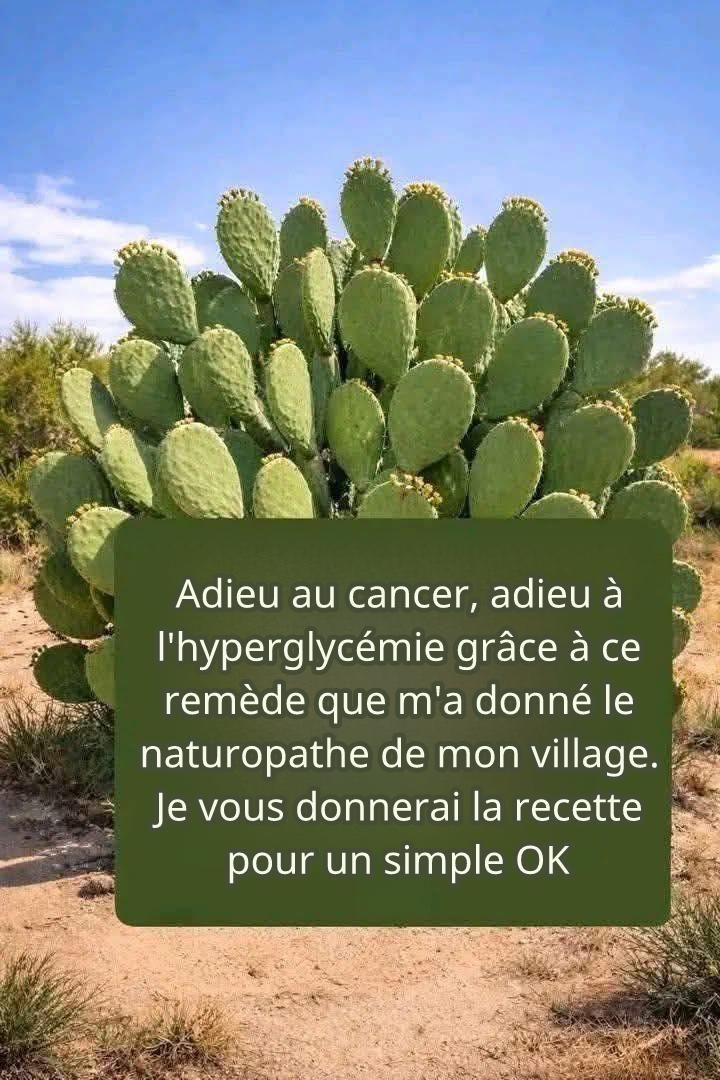 CACTUS OU CACTUS CONNU COMME PLANTE DE VIE