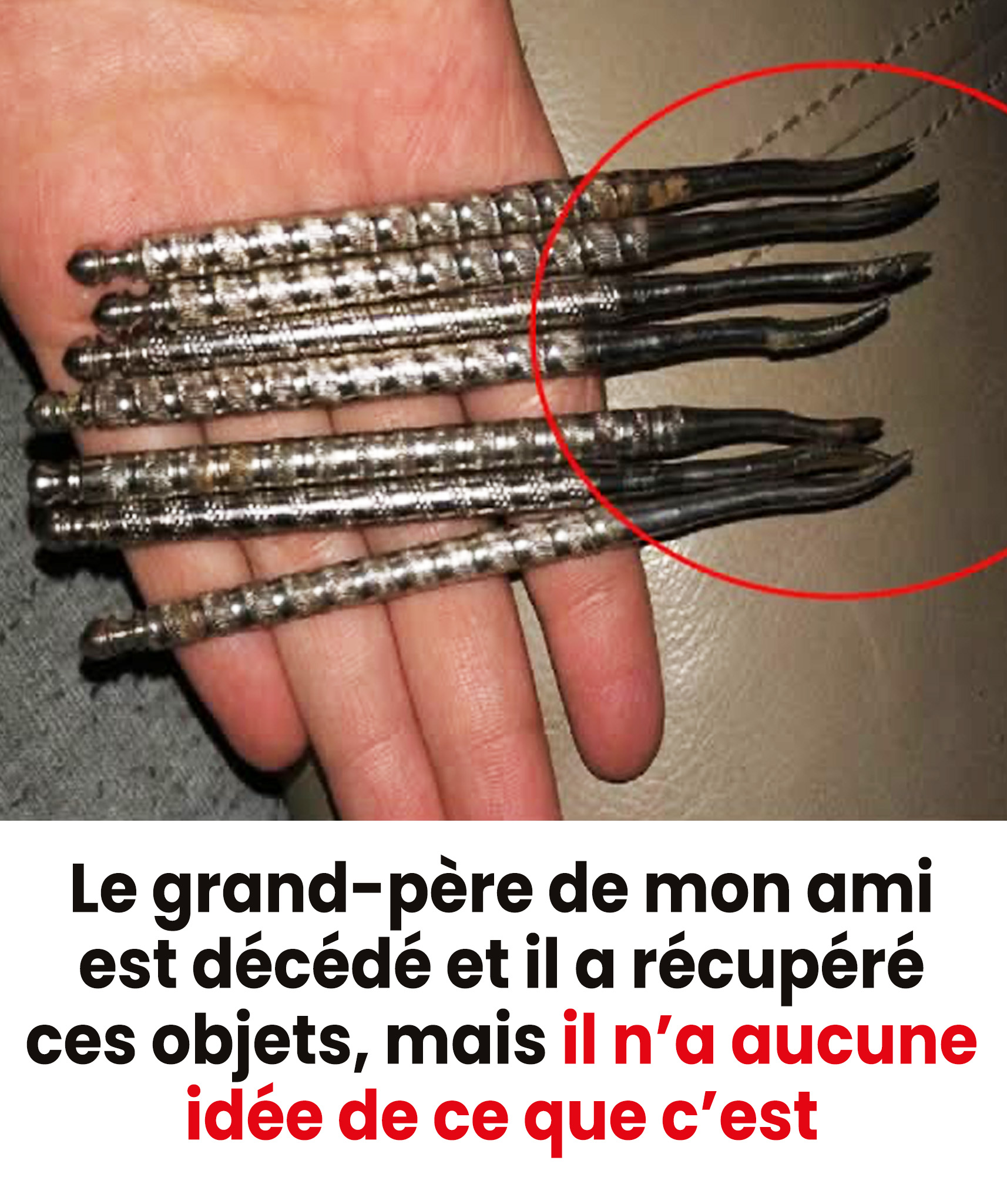 Seuls les plus perspicaces sauront repérer les deux chats sur cette photo : les voyez-vous ?