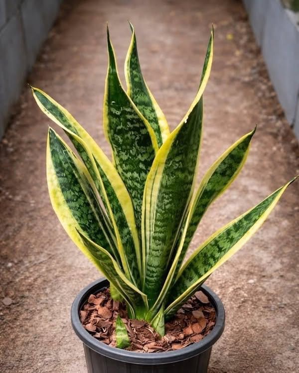Si vous avez cette plante chez vous, alors vous avez…Voir plus…voir plus dans le premier commentaire 👇🏻