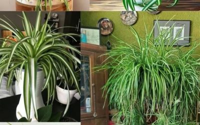 La plante araignée (Chlorophytum comosum) est un choix exceptionnel pour n’importe quelle maison, grâce à ses nombreux bienfaits et à sa facilité d’entretien