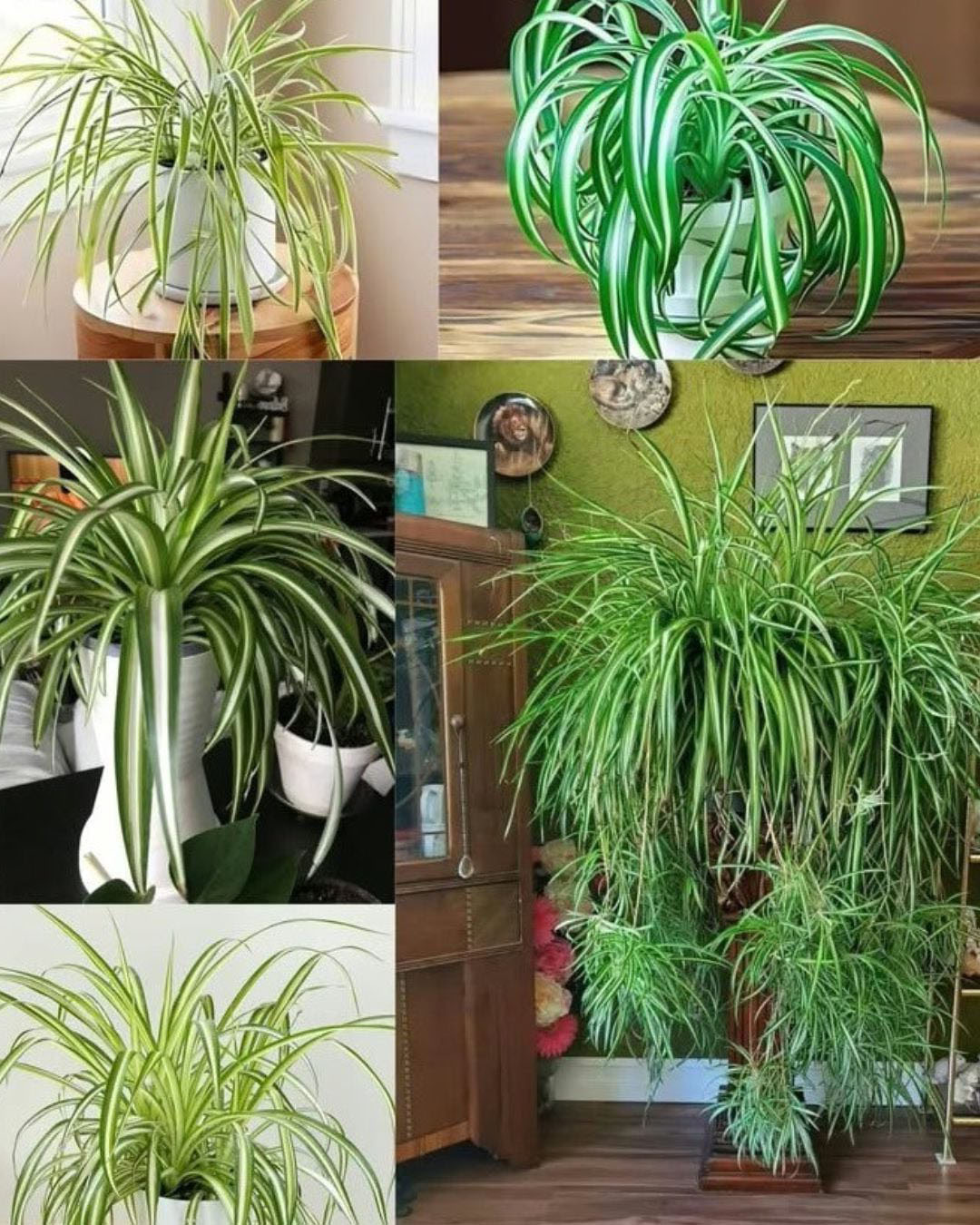 La plante araignée (Chlorophytum comosum) est un choix exceptionnel pour n’importe quelle maison, grâce à ses nombreux bienfaits et à sa facilité d’entretien