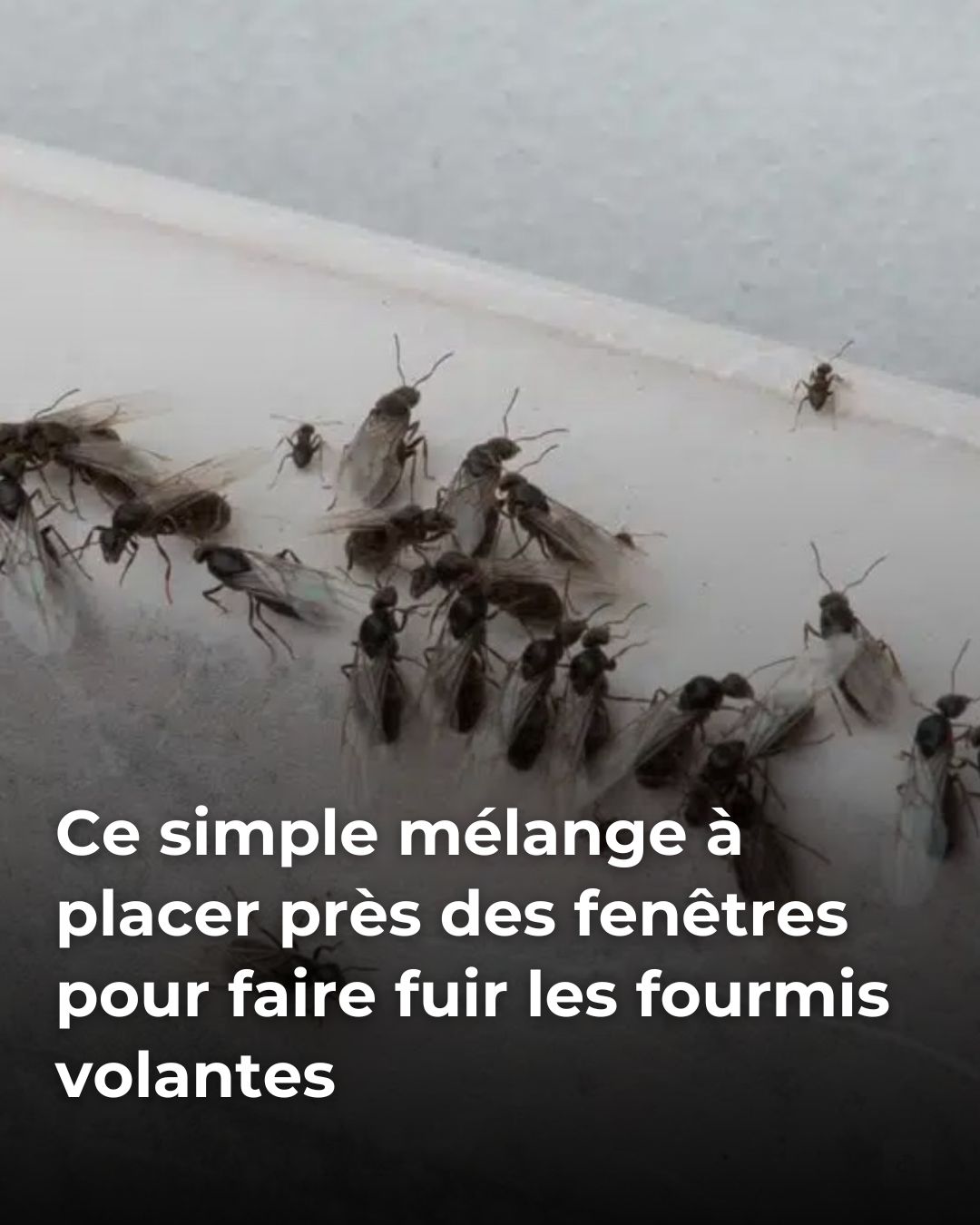 En juin, posez ce mélange maison près de vos fenêtres : les fourmis volantes cessent aussitôt d’entrer chez vous