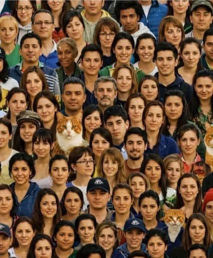 Si vos yeux sont en bonne santé, combien de chats y a-t-il sur la photo?