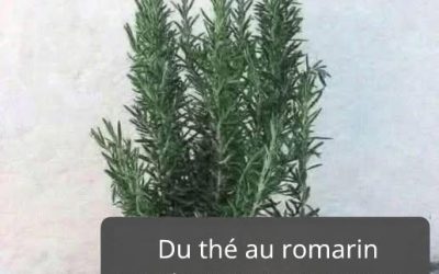 Tisane de romarin pour le bien-être : un remède naturel à base de plantes