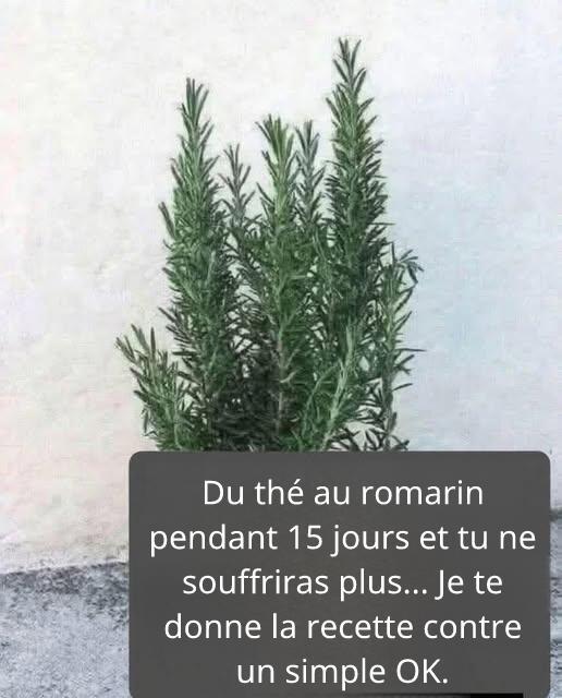 Tisane de romarin pour le bien-être : un remède naturel à base de plantes