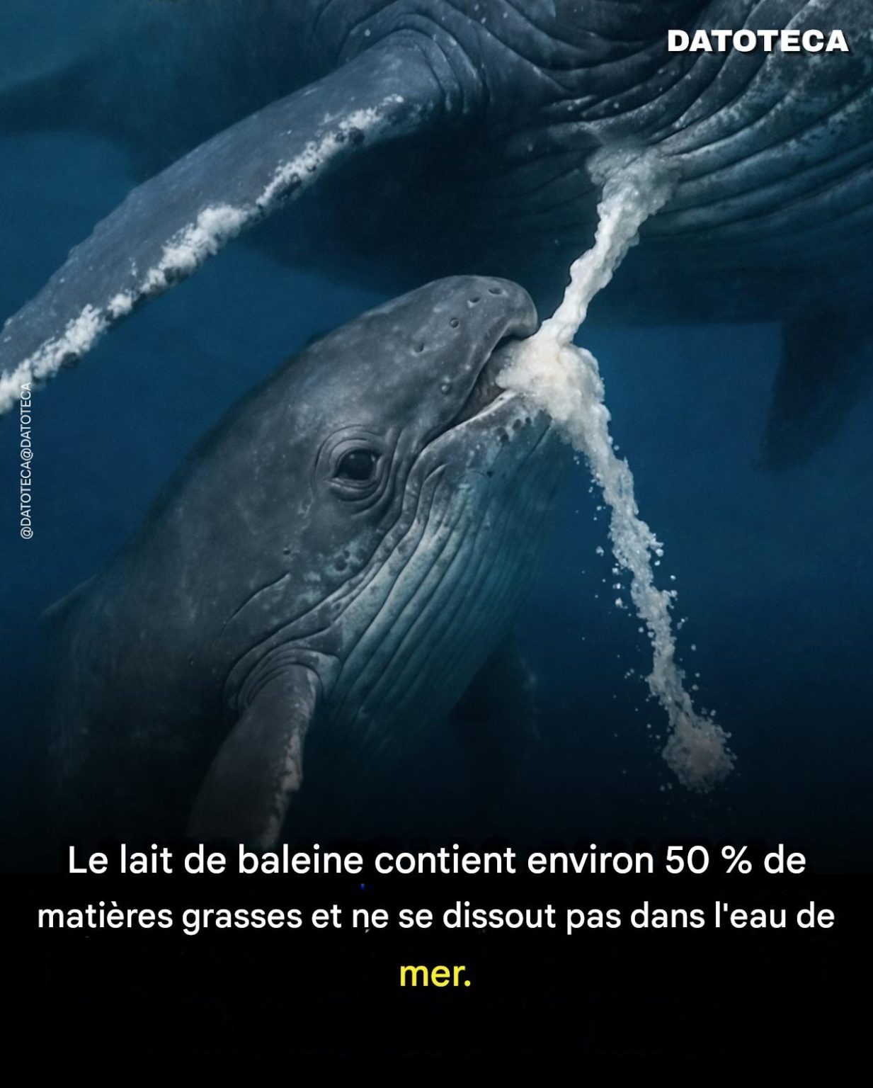 Le lait de baleine est l’une des choses les plus étonnantes du règne animal. Contrairement à la plupart des mammifères, il peut contenir jusqu’à 50 % de matières grasses, ce qui en fait une substance extrêmement dense et riche en énergie