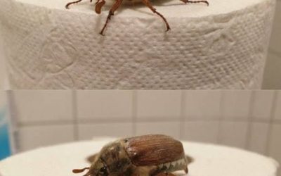 De quelle espèce de coléoptère s’agit-il ? (Et que faire si vous en voyez un ?)