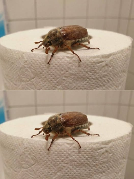 De quelle espèce de coléoptère s’agit-il ? (Et que faire si vous en voyez un ?)