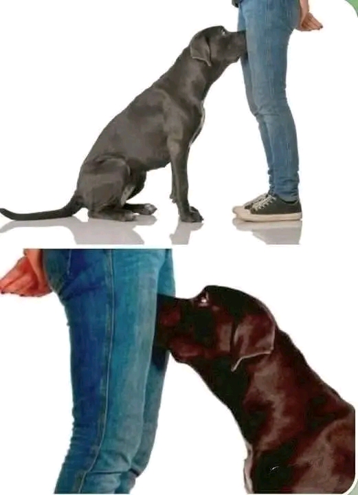 Si votre chien renifle vos parties génitales, voici ce que cela signifie.