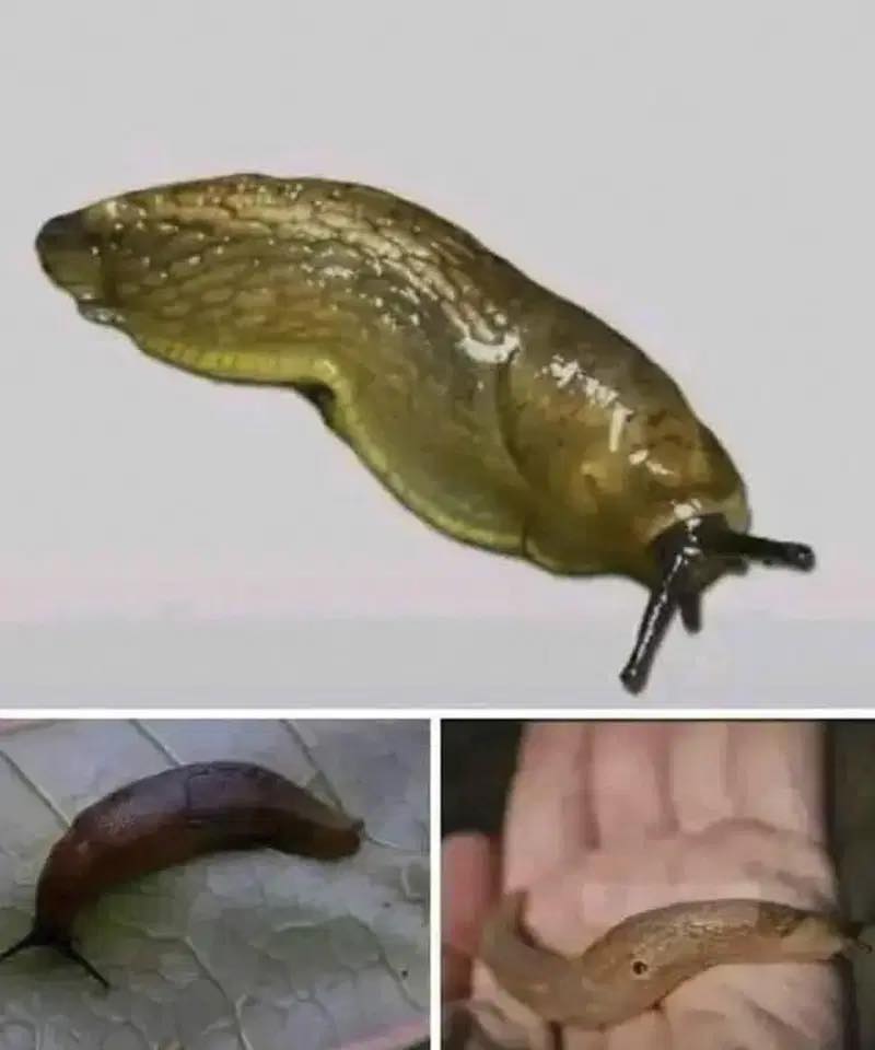 Lorsqu’un escargot visite votre maison, cela signifie que vous…