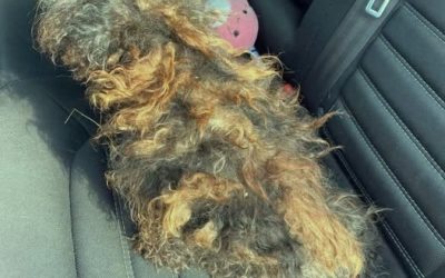 This dog was found in the middle of the road. His fur was so matted it looked like a wig. But after being rescued, he’s unrecognizable! See what he looks like now in the comments. 👇