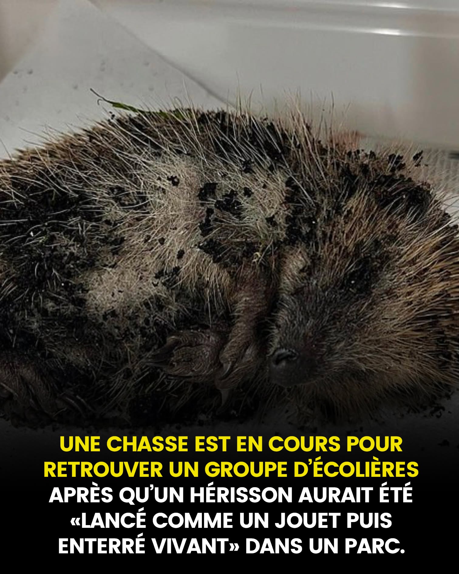 Une enquête est ouverte pour retrouver un groupe d’écolières « âgées de 11 ou 12 ans » après qu’un hérisson aurait été « lancé comme un jouet puis enterré vivant » dans un parc