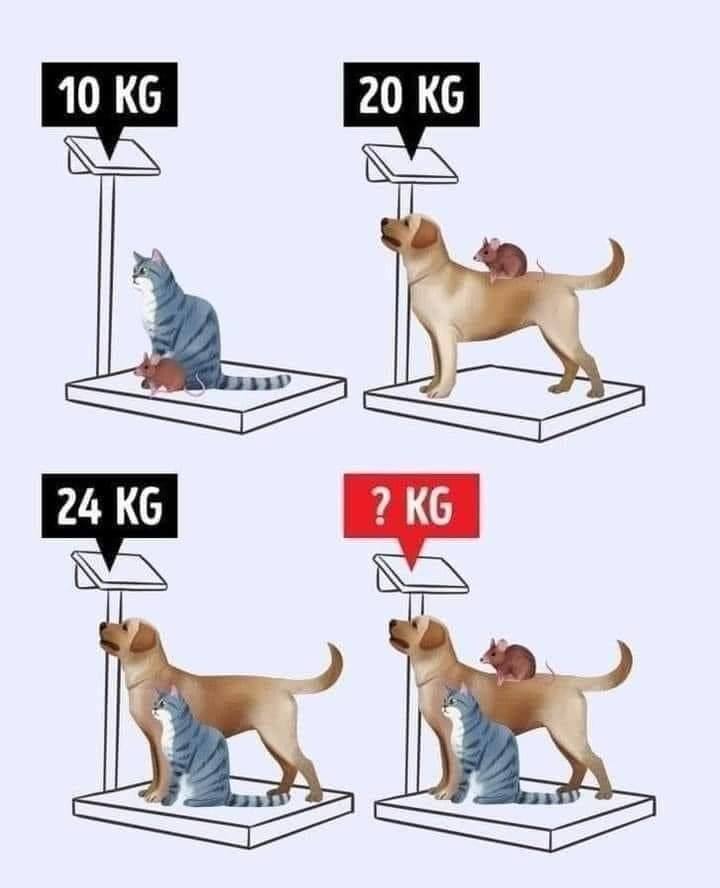 Solution de l’énigme des animaux