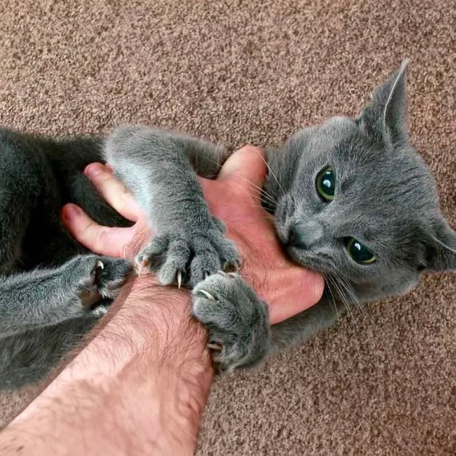 🔴Attention : si votre chat vous mord, c’est un signe clair qu’il…Voir plus