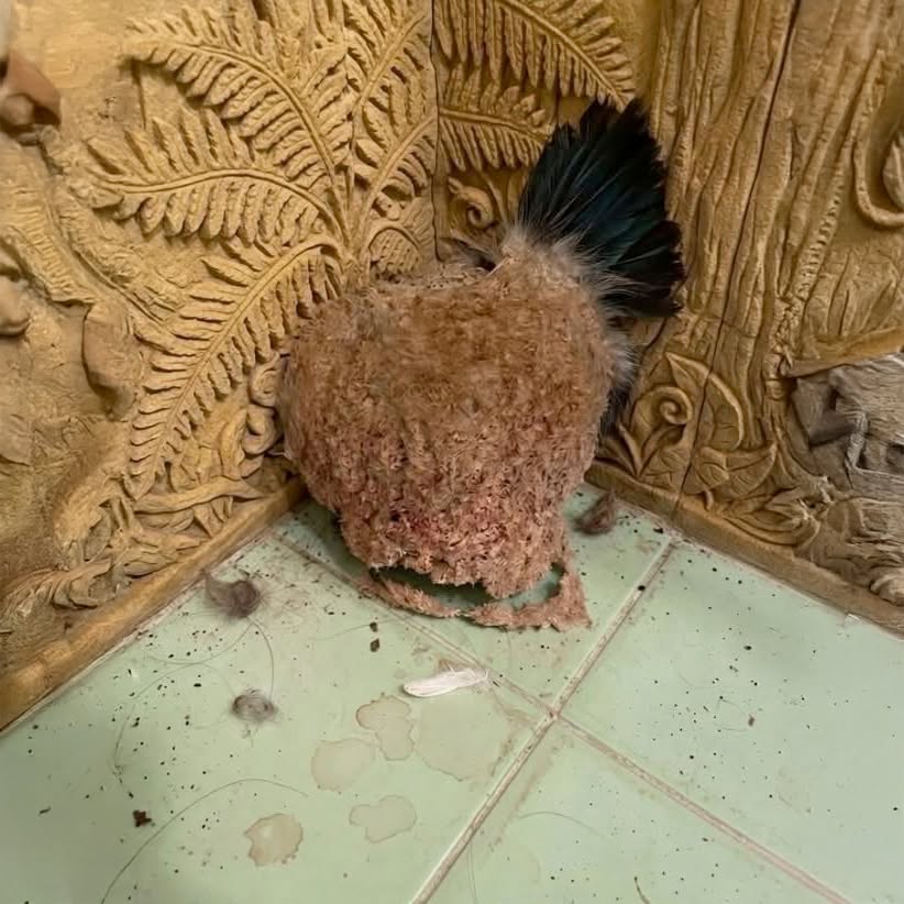 😱Nous sommes partis en vacances une semaine. À notre retour, nous avons découvert ça dans la salle de bain. C’est la première fois de ma vie que je vois quelque chose comme ça, et honnêtement, je n’ai absolument aucune idée de ce que c’est. Quelqu’un saurait-il ce que ça pourrait être ? La réponse se trouve dans le premier commentaire 👇