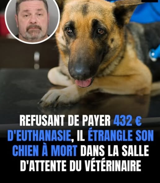Refusant de payer les 432 € d’euthanasie, il étrangle son chien à mort dans la salle d’attente du vétérinaire