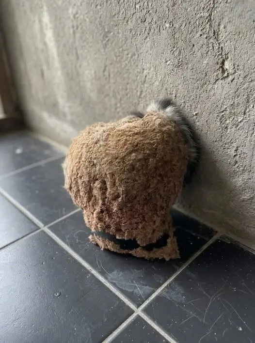 # À notre retour de vacances, nous avons découvert une surprise inattendue dans notre salle de bain.