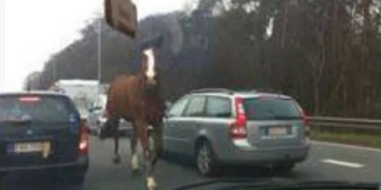 “Mon mari a crié : y a un cheval !” : l’animal venait de surgir à contresens sur l’autoroute