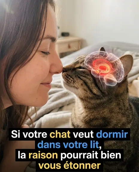 Pourquoi votre chat dort-il avec vous ? 10 raisons adorables qui vont vous émouvoir