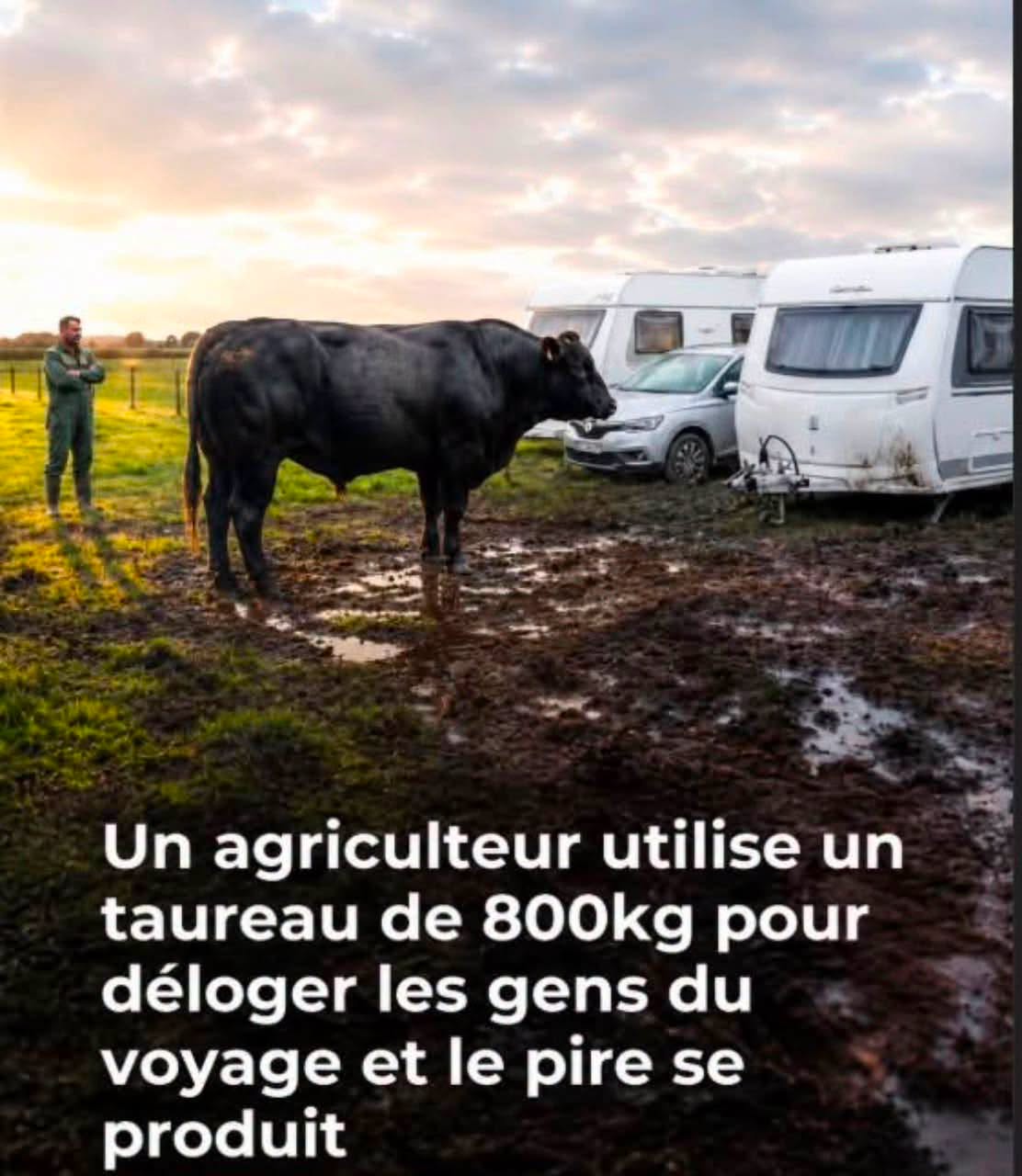 Belgique : un agriculteur utilise un taureau de 800kg pour déloger les gens du voyage