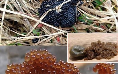 Si vous voyez ces œufs dans votre jardin, brûlez-les immédiatement… 👇 Détails dans le commentaire.