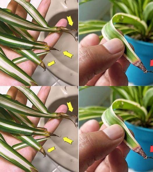 Pourquoi les pointes des plantes araignées brunissent-elles ?