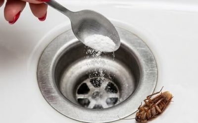 J’ai trouvé un cafard et plusieurs autres dans ma maison : ils reviennent ! Heureusement, j’ai une astuce infaillible : voici comment l’utiliser. Une seule fois suffit et ils disparaîtront pour de bon. 👇