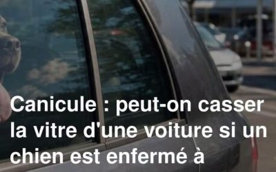 Un automobiliste mis à l’amende : peut-on câliner son chien dans sa voiture ?