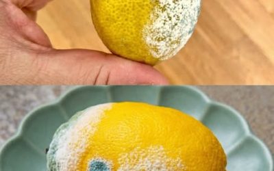 Voici comment prolonger la fraîcheur des citrons et empêcher qu’ils s’abîment 🍋