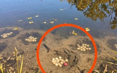 La terrifiante découverte dans le lac : ma quête de la vérité sur les étranges orbes sous-marines
