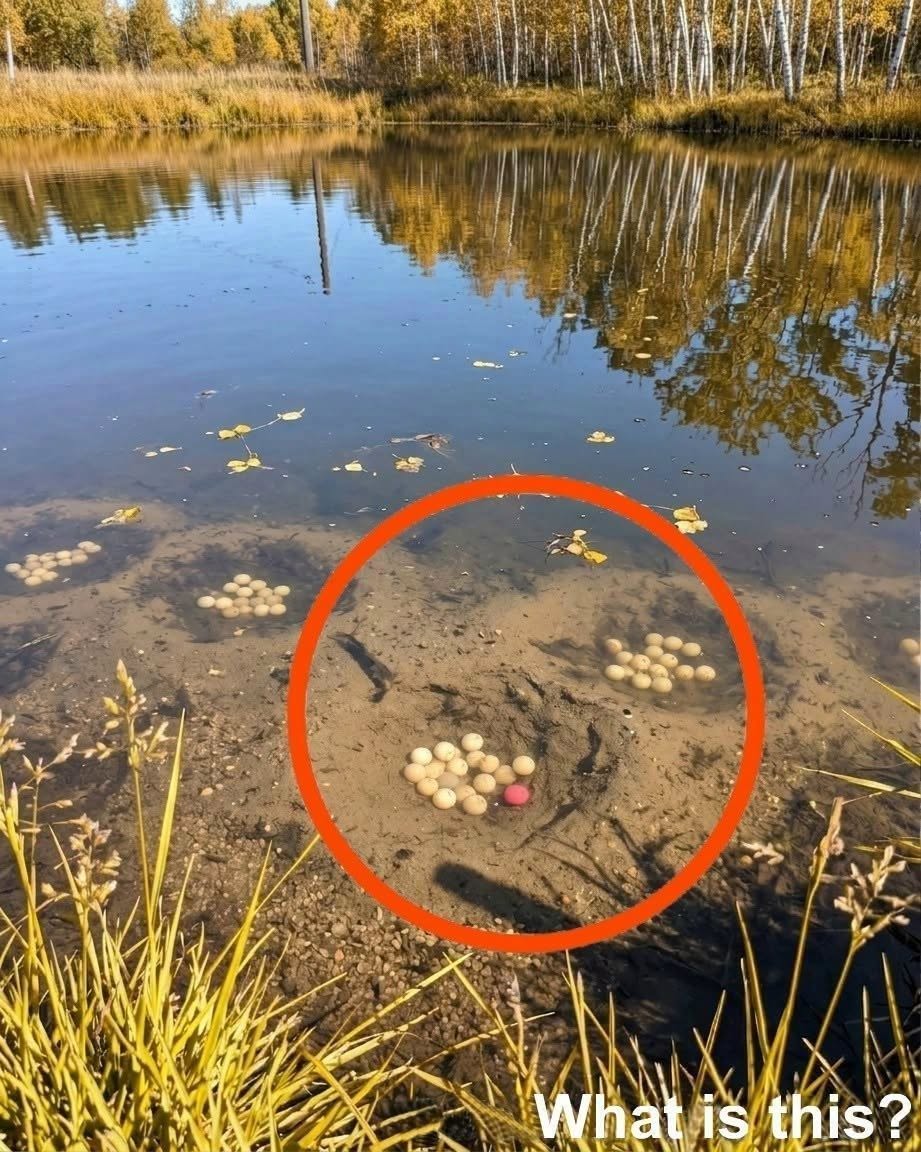 La terrifiante découverte dans le lac : ma quête de la vérité sur les étranges orbes sous-marines