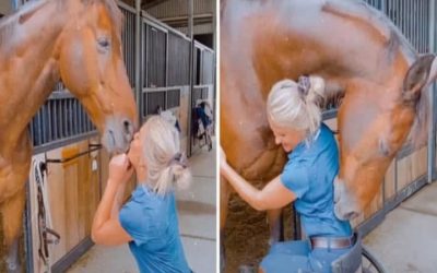 Bourg-Saint-Maurice : elle affame ses chevaux, le sort se retourne contre elle