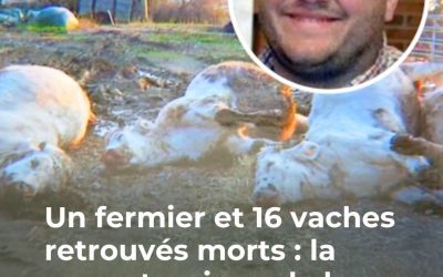 Un fermier et 16 vaches retrouvés morts, la cause du décès enfin découverte