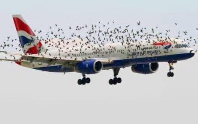 « Quand le pilote a compris pourquoi les oiseaux volaient à côté de l’avion, il s’est mis à pleurer… » Lire la suite dans les commentaires