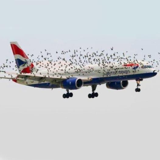 « Quand le pilote a compris pourquoi les oiseaux volaient à côté de l’avion, il s’est mis à pleurer… » Lire la suite dans les commentaires