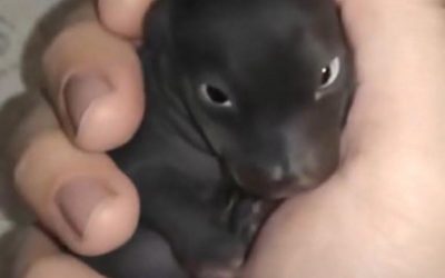 Accueil Actus Quand un sauvetage inattendu devient une histoire de résilience : le fabuleux destin d’un lapin pris pour un chiot