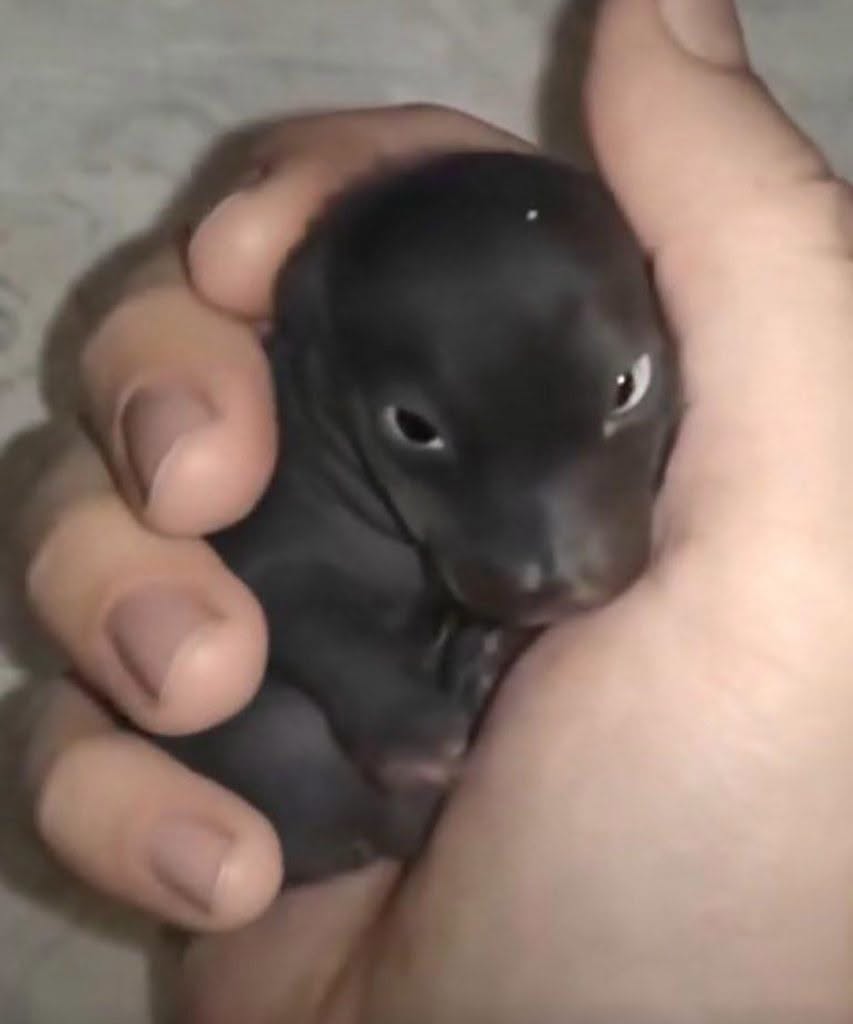Accueil Actus Quand un sauvetage inattendu devient une histoire de résilience : le fabuleux destin d’un lapin pris pour un chiot