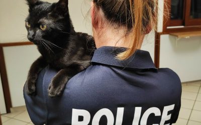 Attention propriétaires de chats ! Vous risquez une lourde amende dans ce cas