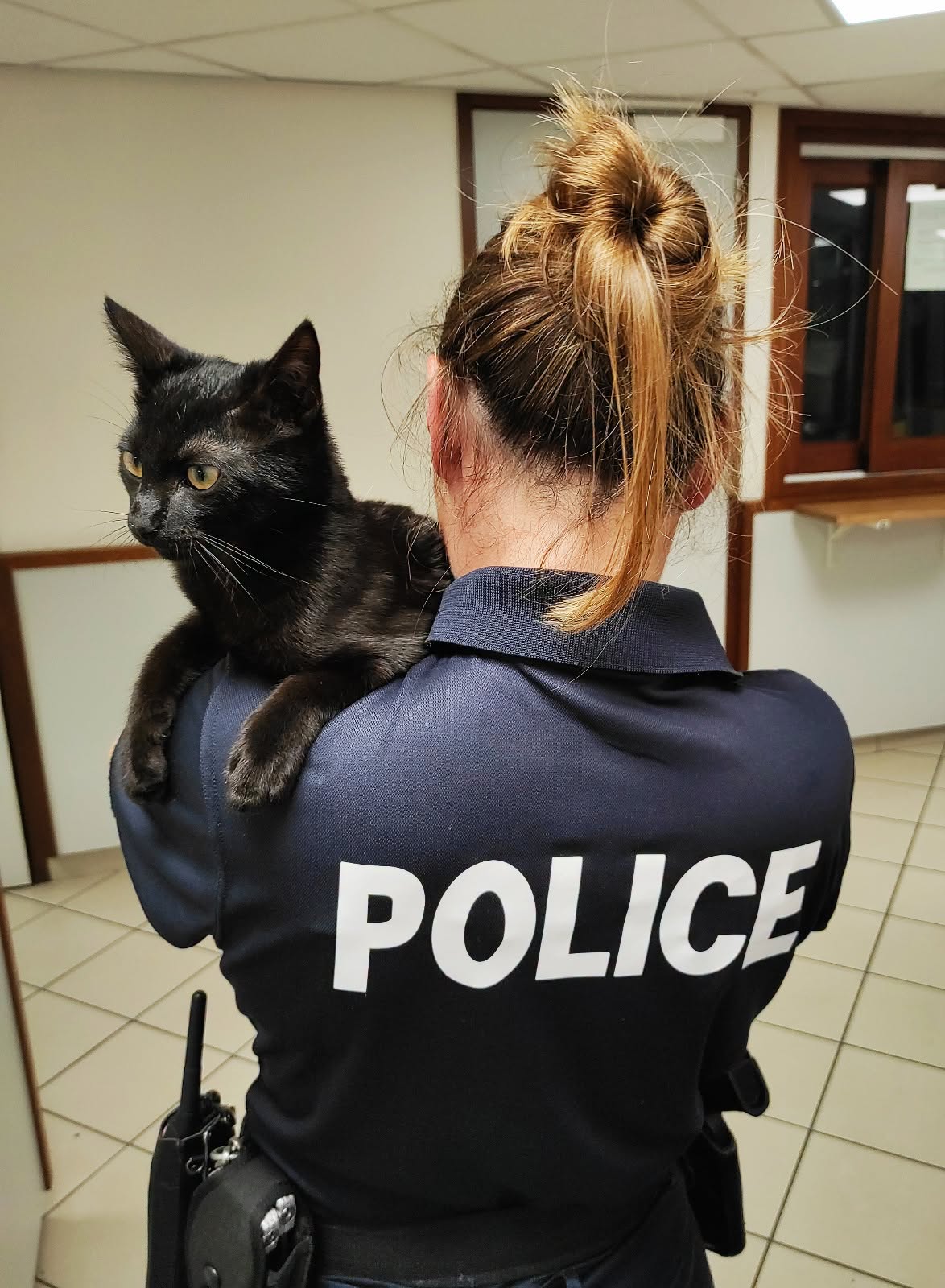 Attention propriétaires de chats ! Vous risquez une lourde amende dans ce cas