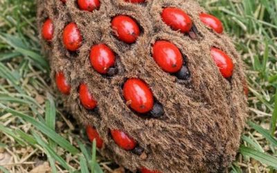 J’ai trouvé un drôle de cône duveteux avec des baies rouge vif qui en sortent, sous mon arbre. On dirait une grenade ou un truc extraterrestre. Quelqu’un sait ce que c’est ?