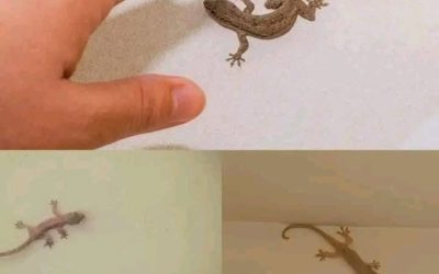 Le saviez-vous ? La visite d’un lézard chez vous est un signe… En savoir plus