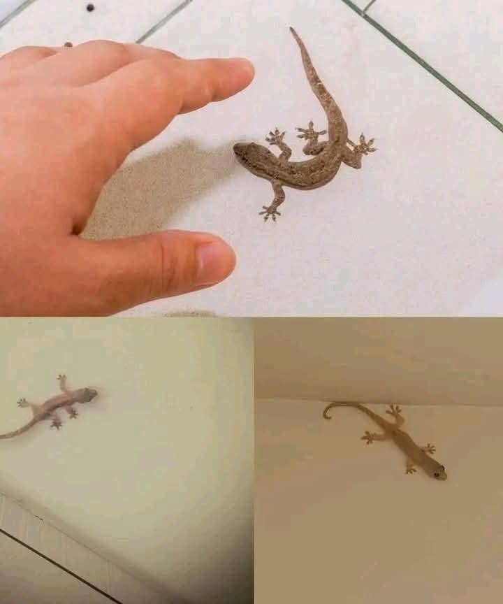 Le saviez-vous ? La visite d’un lézard chez vous est un signe… En savoir plus