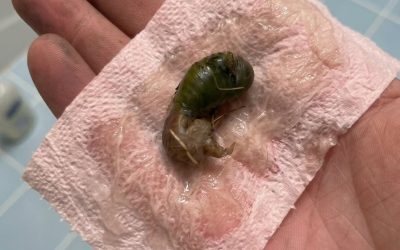 On a trouvé ça dans notre salle de bain. La première fois que je l’ai vu, j’ai vraiment eu peur. Mon mari est venu et l’a ramassé avec un mouchoir. Ça fait vingt minutes qu’on le regarde en essayant de comprendre ce que c’est. Est-ce que quelqu’un sait de quoi il s’agit ? Consultez le premier commentaire pour avoir la réponse 👇