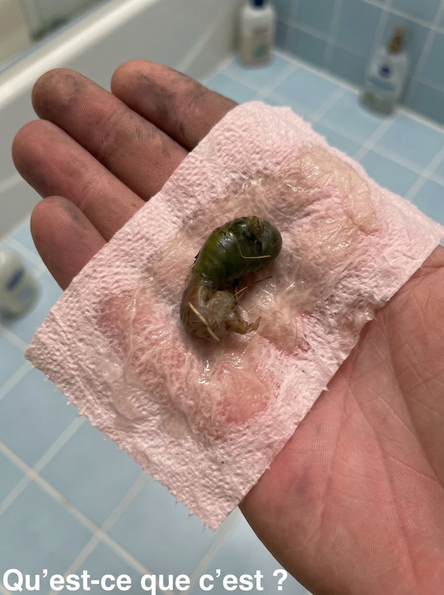 On a trouvé ça dans notre salle de bain. La première fois que je l’ai vu, j’ai vraiment eu peur. Mon mari est venu et l’a ramassé avec un mouchoir. Ça fait vingt minutes qu’on le regarde en essayant de comprendre ce que c’est. Est-ce que quelqu’un sait de quoi il s’agit ? Consultez le premier commentaire pour avoir la réponse 👇
