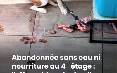 Abandonnée sans eau ni nourriture au 4ᵉ étage : l’effroyable calvaire d’une chienne secourue de justesse