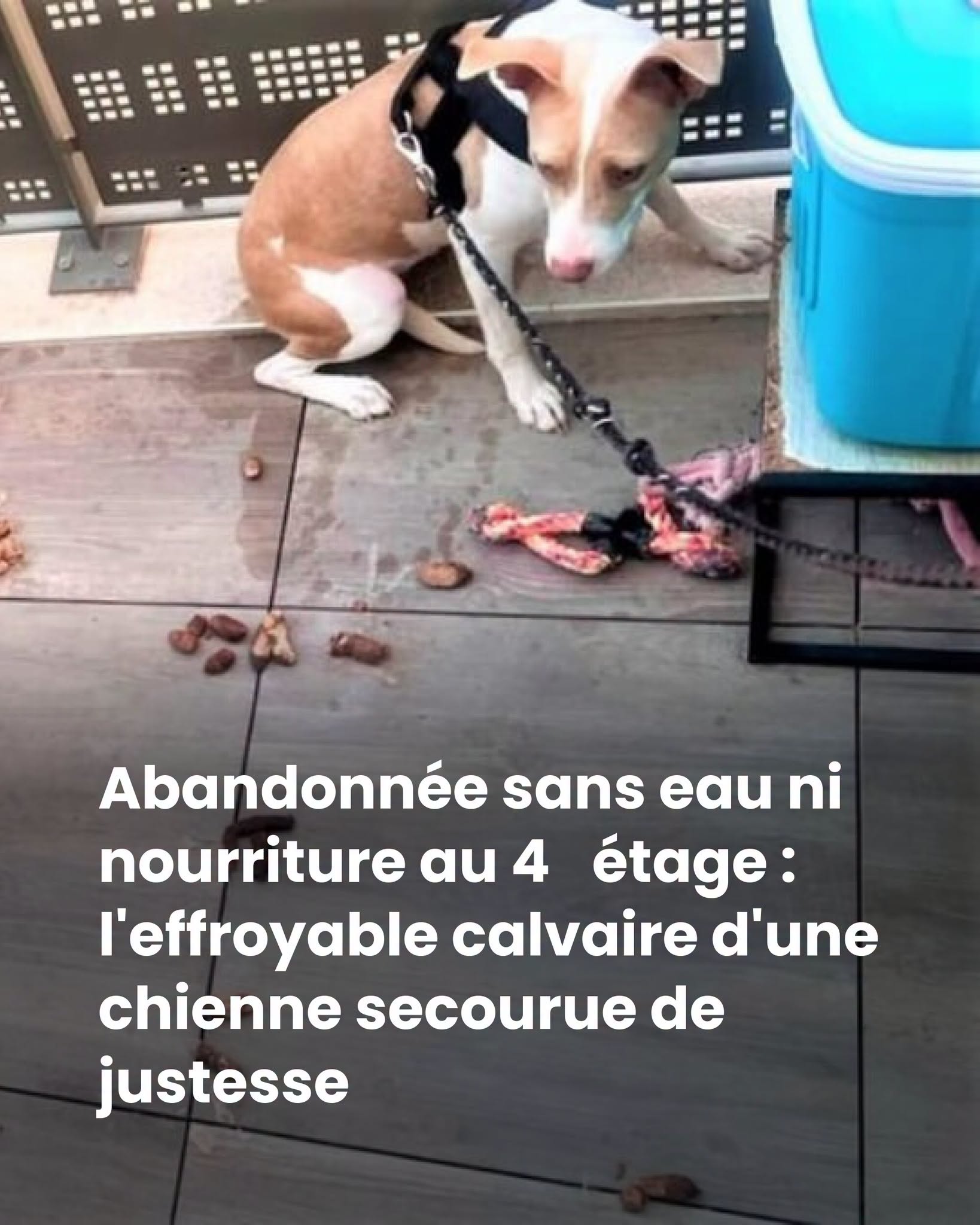 Abandonnée sans eau ni nourriture au 4ᵉ étage : l’effroyable calvaire d’une chienne secourue de justesse